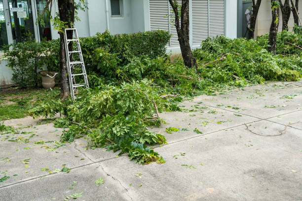 How Our Tree Care Process Works  in  Taylorsville, NC